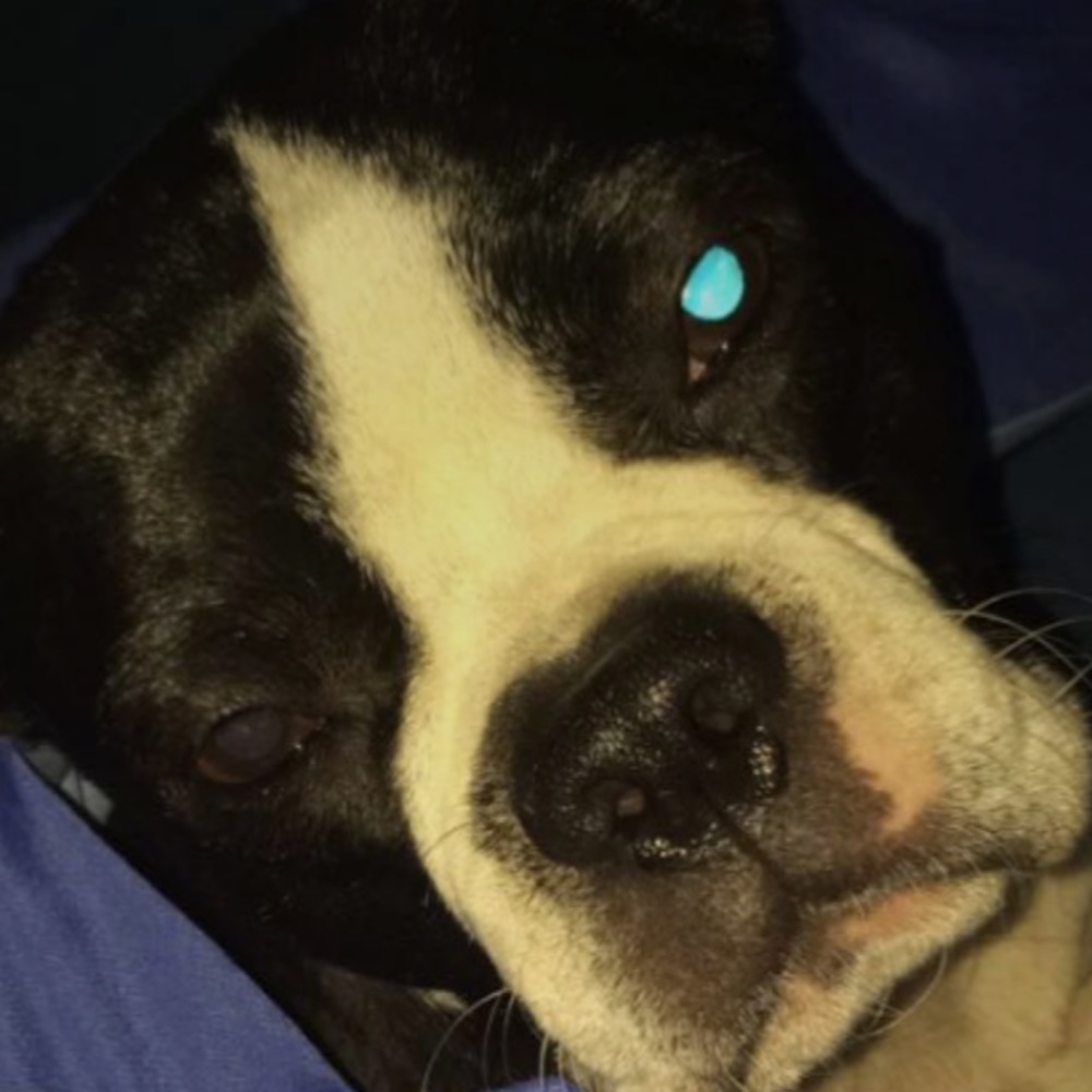 Meet your Posher, Zoey